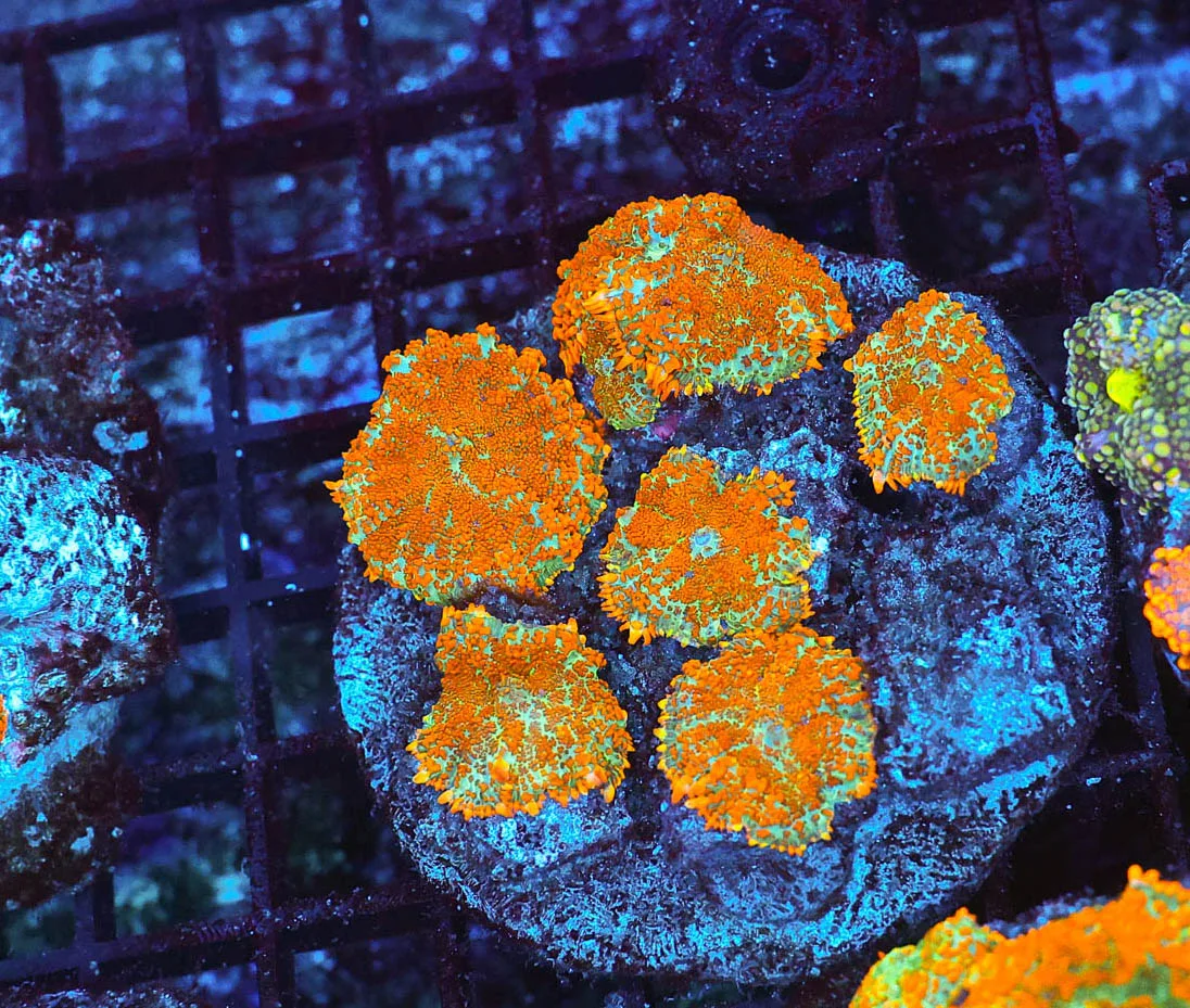 Rhodactis Mushroom Coral Colony WYSIWYG - SAQ Coral Farm