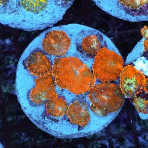 Rhodactis Mushroom Rock Colony WYSIWYG - SAQ Coral Farm