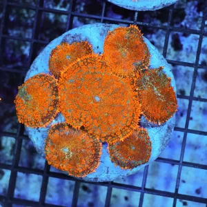 Rhodactis Mushroom Rock Colony WYSIWYG - SAQ Coral Farm