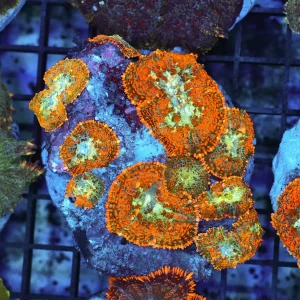 Rhodactis Mushroom Rock Colony WYSIWYG - SAQ Coral Farm