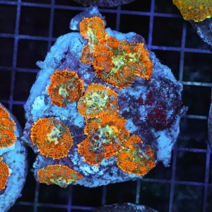 Rhodactis Mushroom Rock Colony WYSIWYG - SAQ Coral Farm