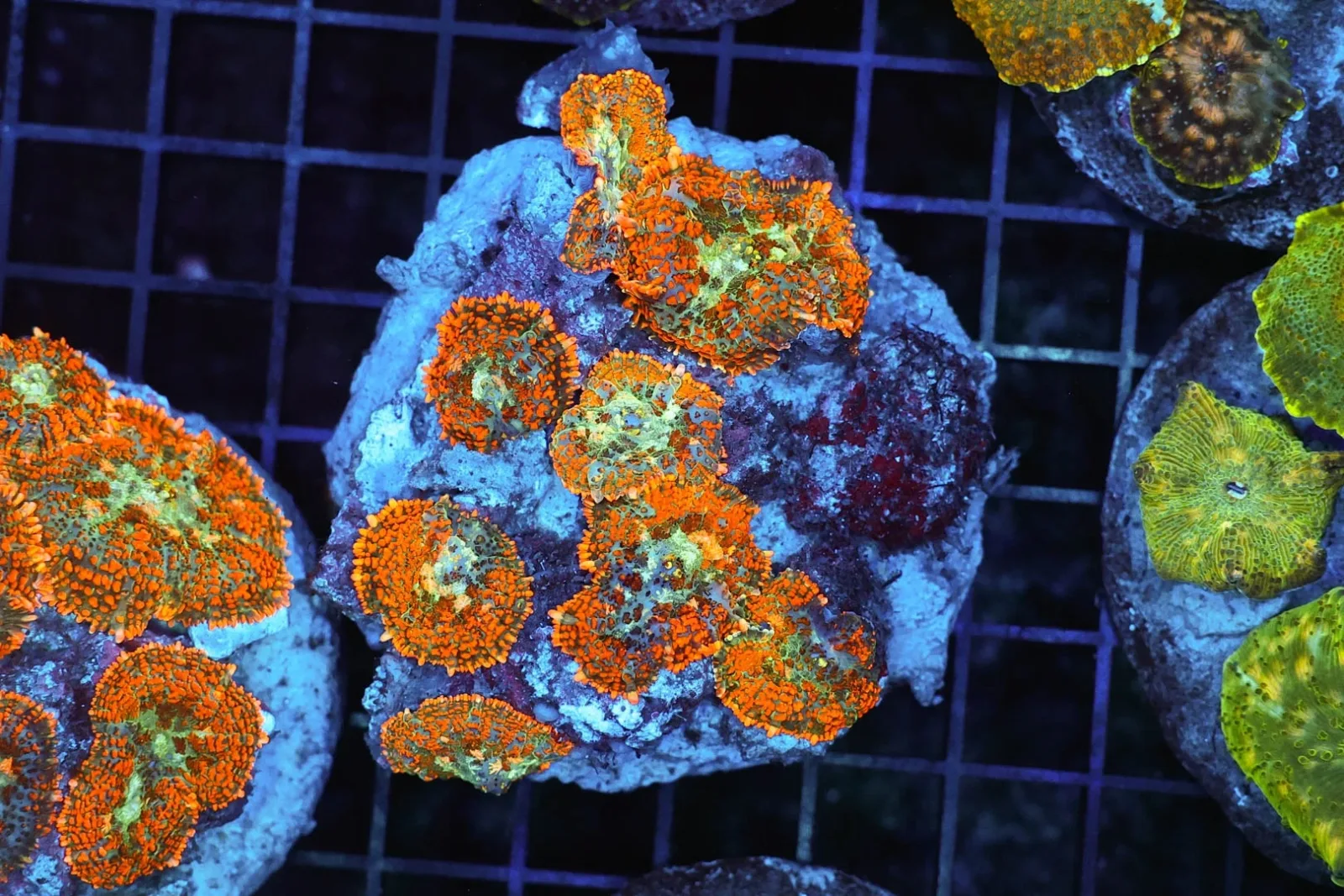 Rhodactis Mushroom Rock Colony WYSIWYG - SAQ Coral Farm