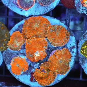 Rhodactis Mushroom Rock Colony WYSIWYG - SAQ Coral Farm
