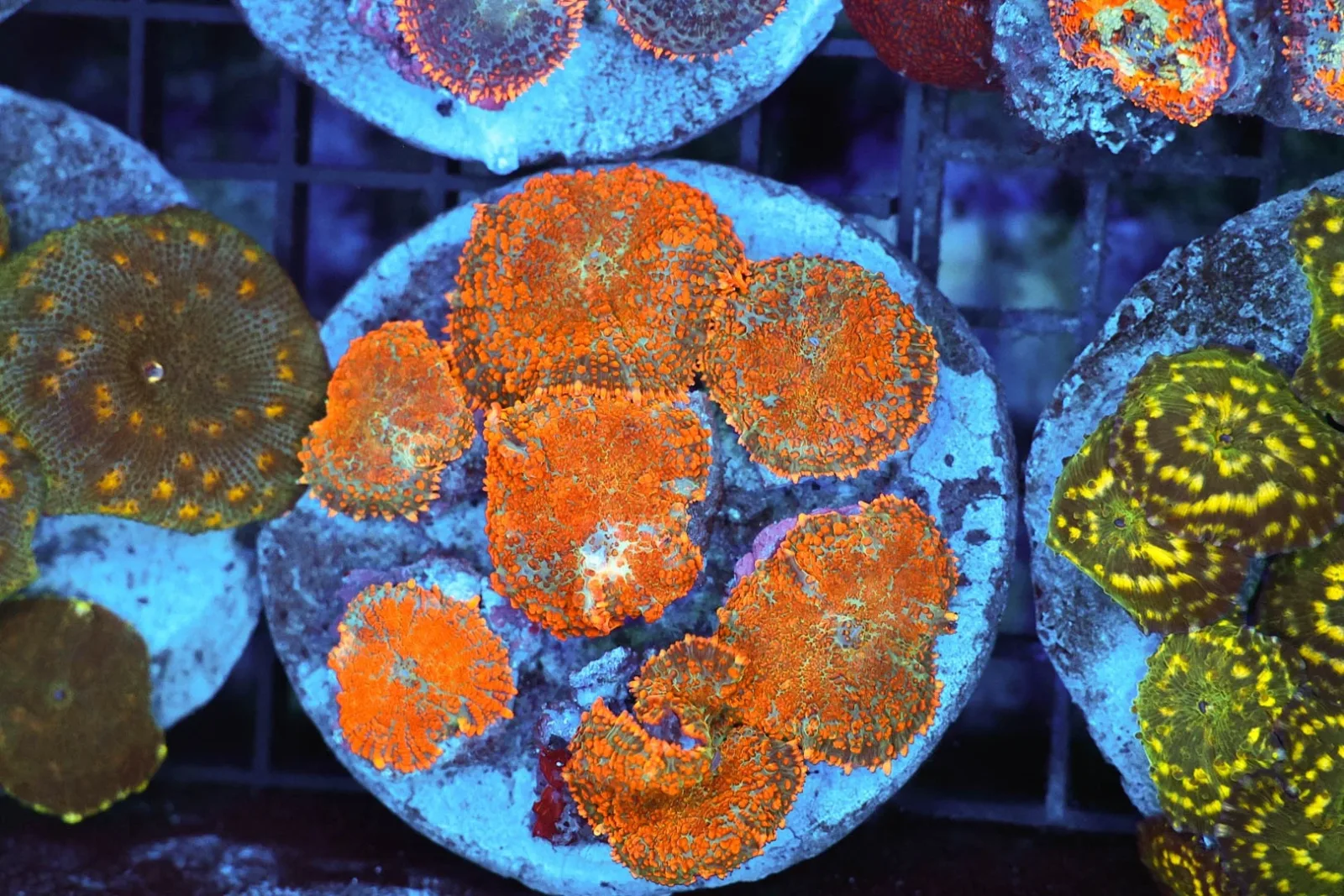Rhodactis Mushroom Rock Colony WYSIWYG - SAQ Coral Farm