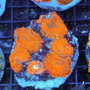 Rhodactis Mushroom Rock Colony WYSIWYG - SAQ Coral Farm