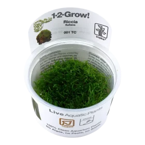Riccia fluitans Tissue Culture by Tropica