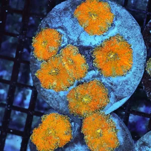 Ricordea Mushroom Rock Colony WYSIWYG - SAQ Coral Farm