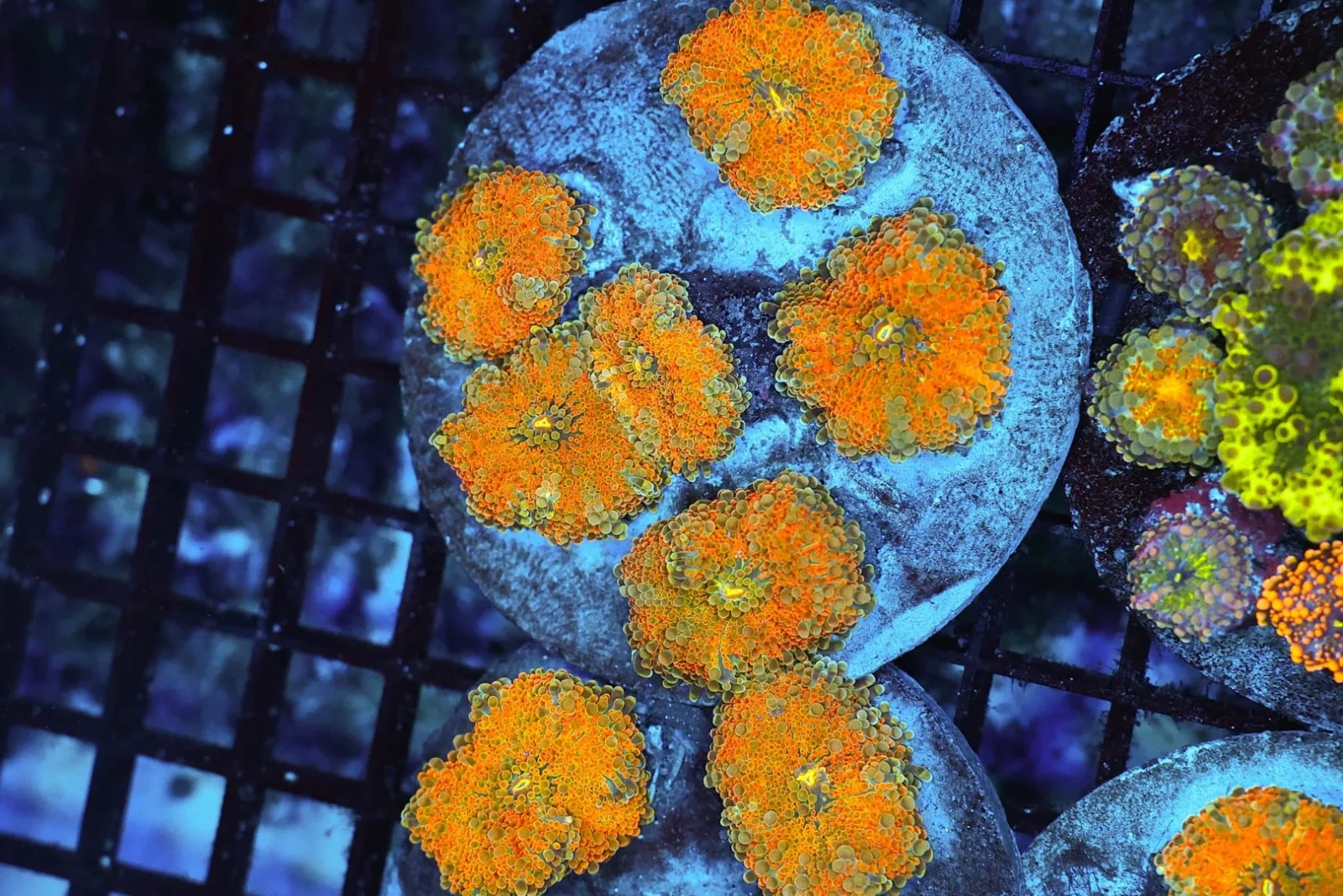 Ricordea Mushroom Rock Colony WYSIWYG - SAQ Coral Farm