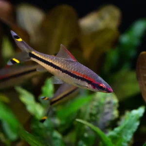Roseline Shark/Denison Barb