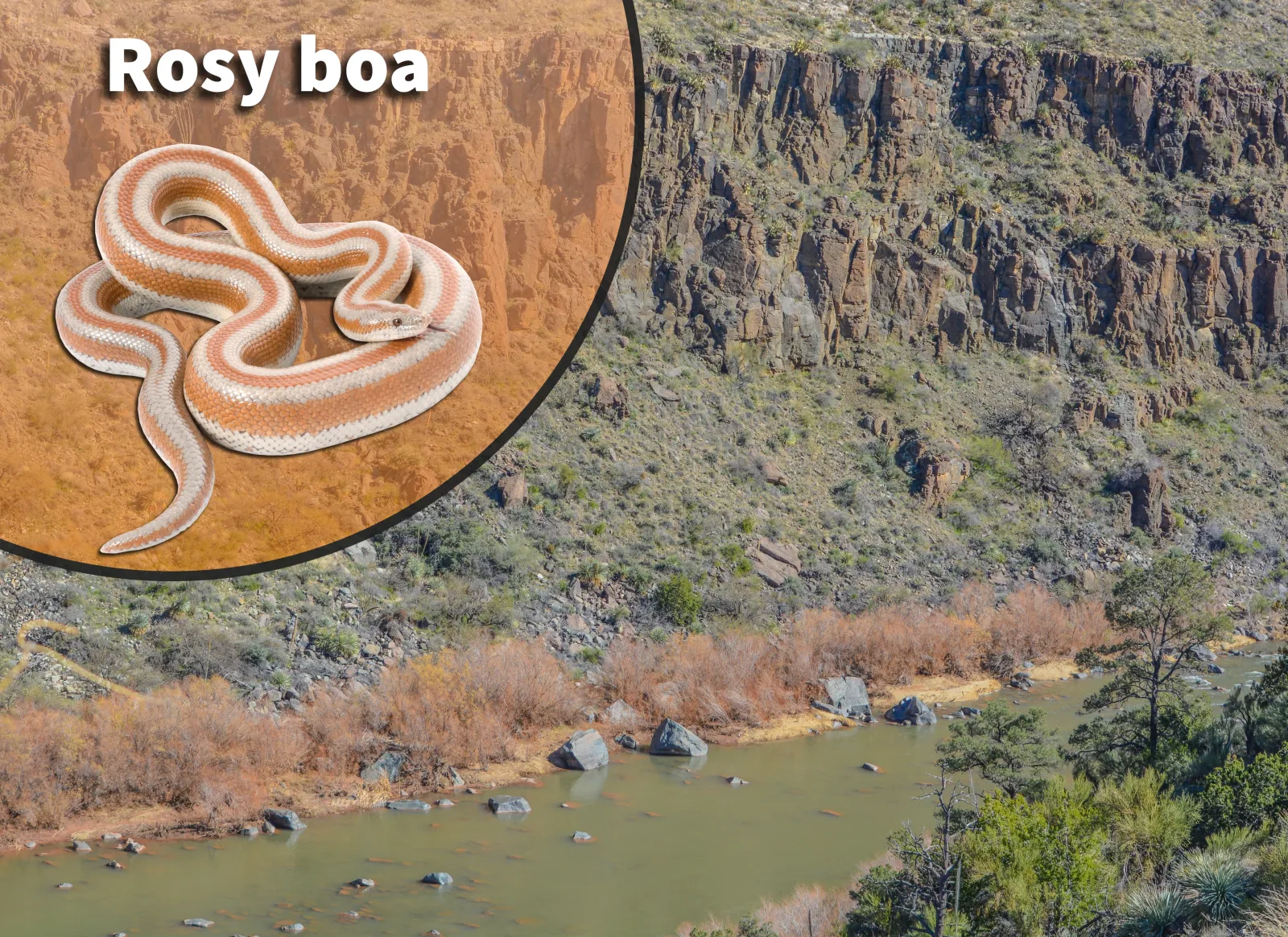 Rosy Boa (Lichanura trivirgata) Bioactive Vivarium Kit