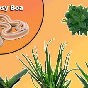 Rosy Boa Plant Pack