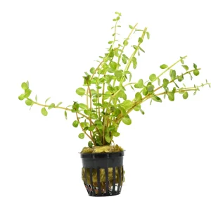 Rotala Aquatic Plant
