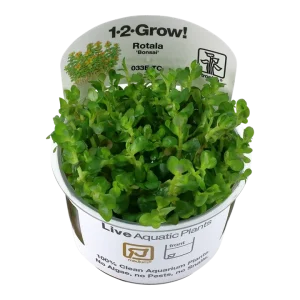 Rotala indica 'Bonsai' Tissue Culture by Tropica
