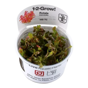 Rotala macrandra Tissue Culture by Tropica