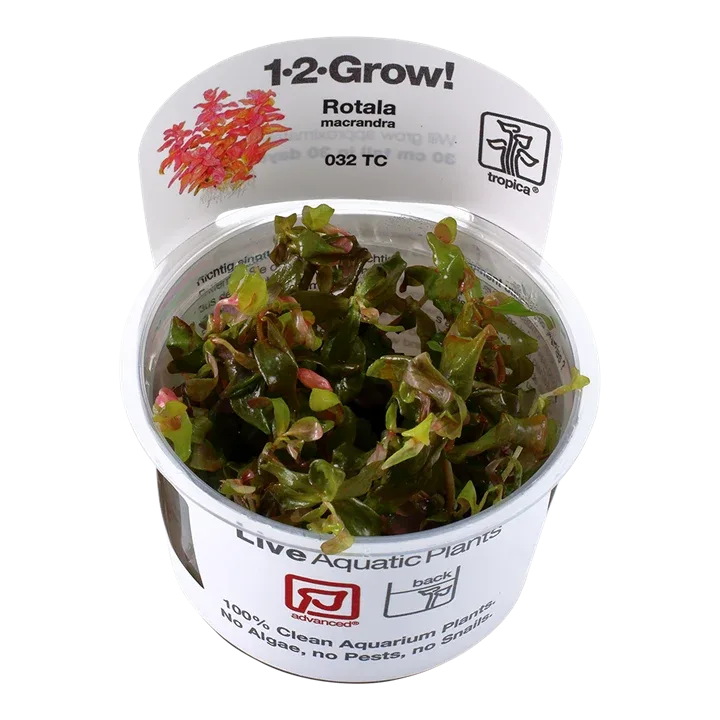 Rotala macrandra Tissue Culture by Tropica