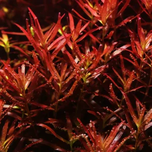 Rotala Rotundifolia Blood Red