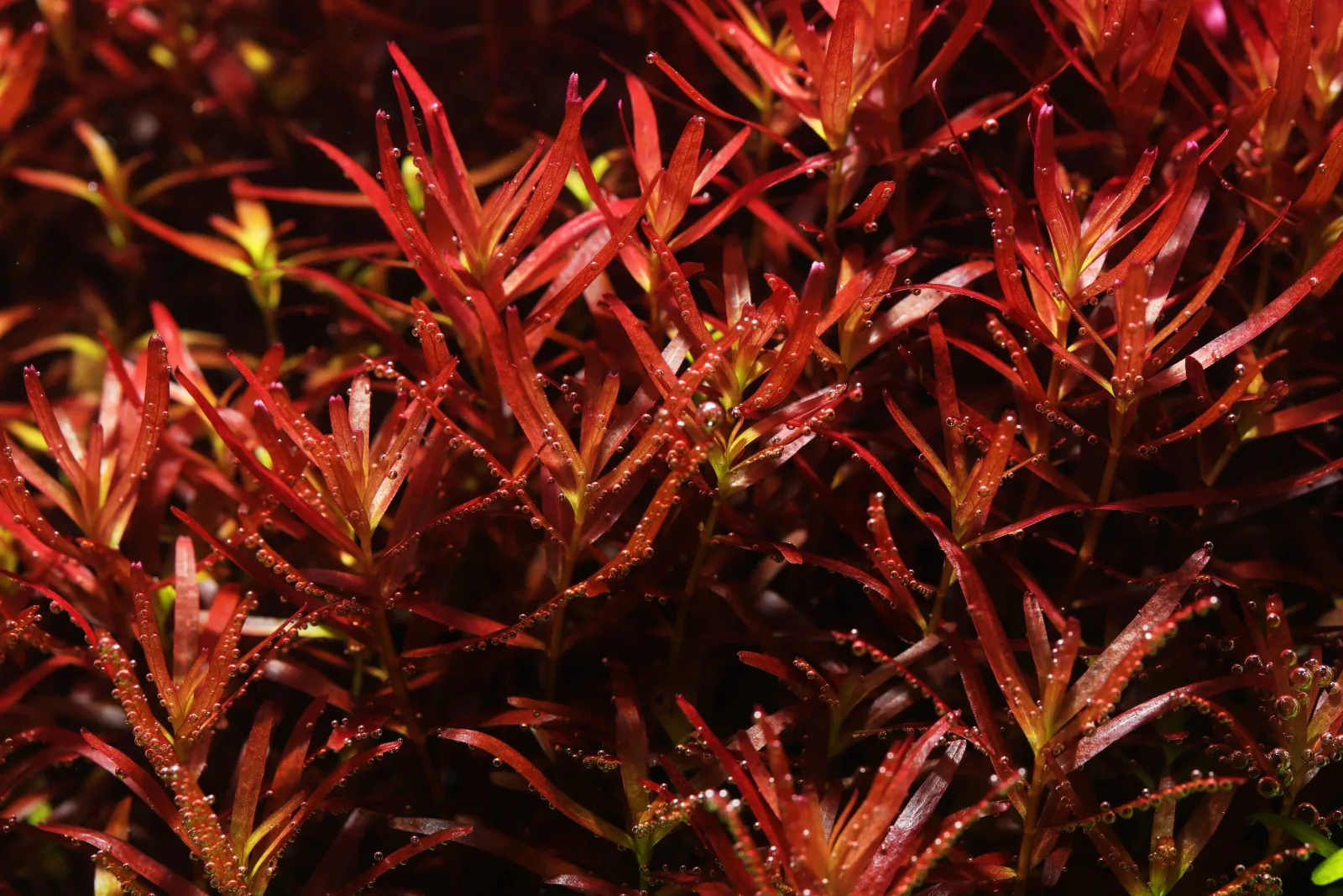 Rotala Rotundifolia Blood Red