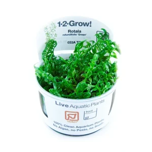 Rotala rotundifolia 'Green' Tissue Culture by Tropica