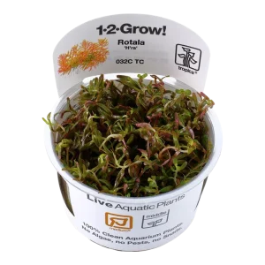 Rotala rotundifolia H'ra Tissue Culture by Tropica