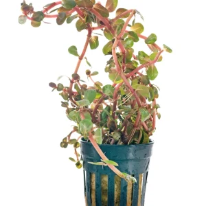 Rotala Rotundifolia Orange Juice