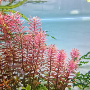Rotala Rotundifolia Red Aquatic Plant