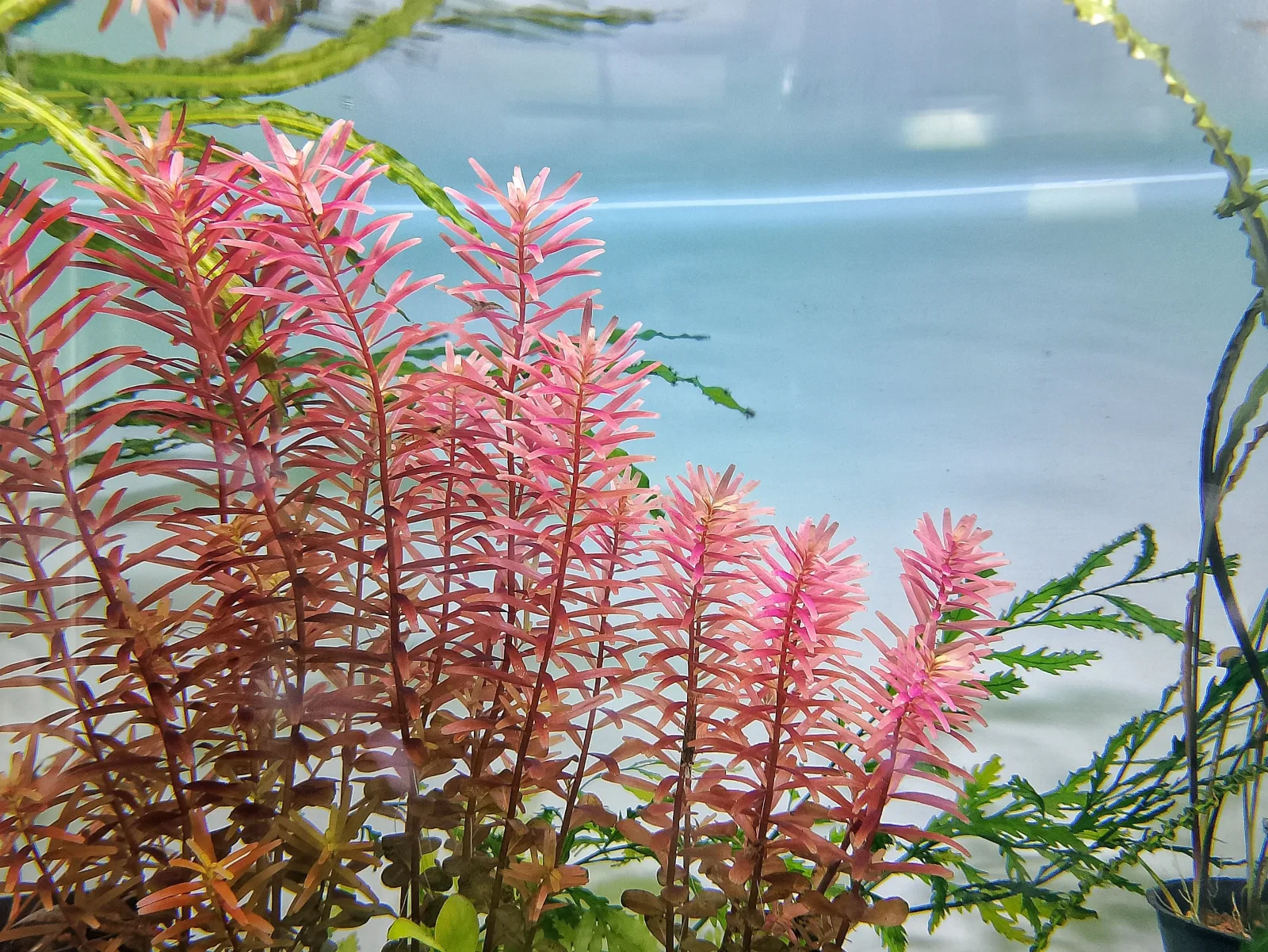 Rotala Rotundifolia Red Aquatic Plant
