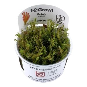 Rotala wallichii Tissue Culture by Tropica