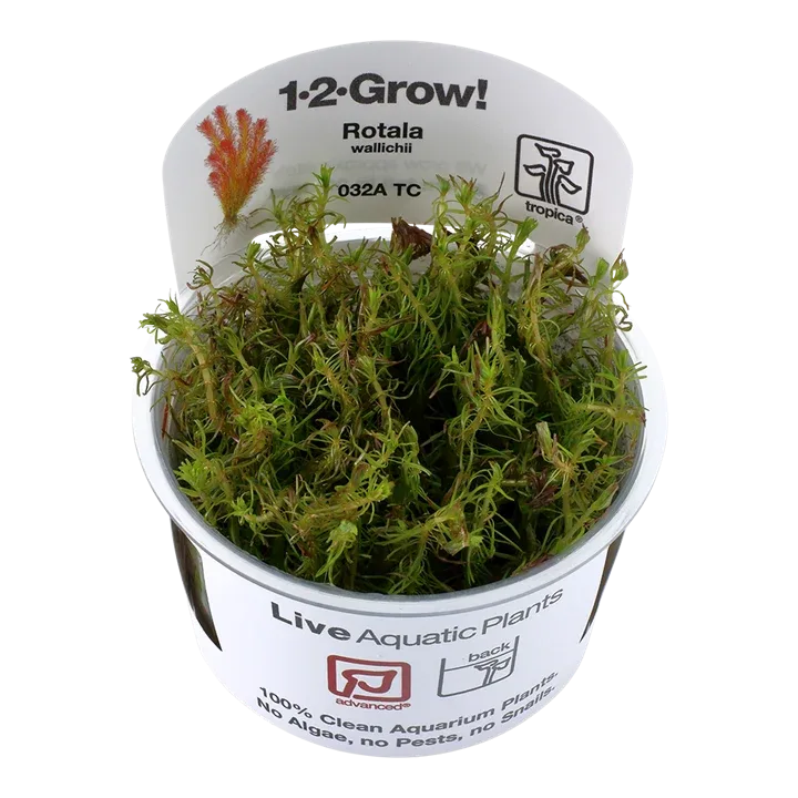 Rotala wallichii Tissue Culture by Tropica
