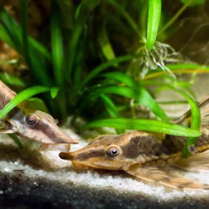 Royal Farlowella Whiptail Catfish
