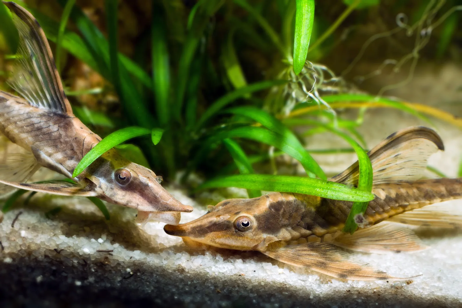Royal Farlowella Whiptail Catfish