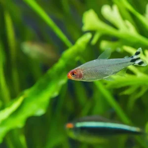 Rummy Nose Tetra