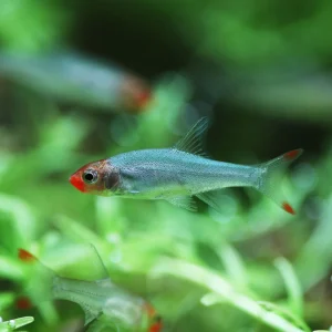 Rummynose Rasbora (Sawbwa resplendens)