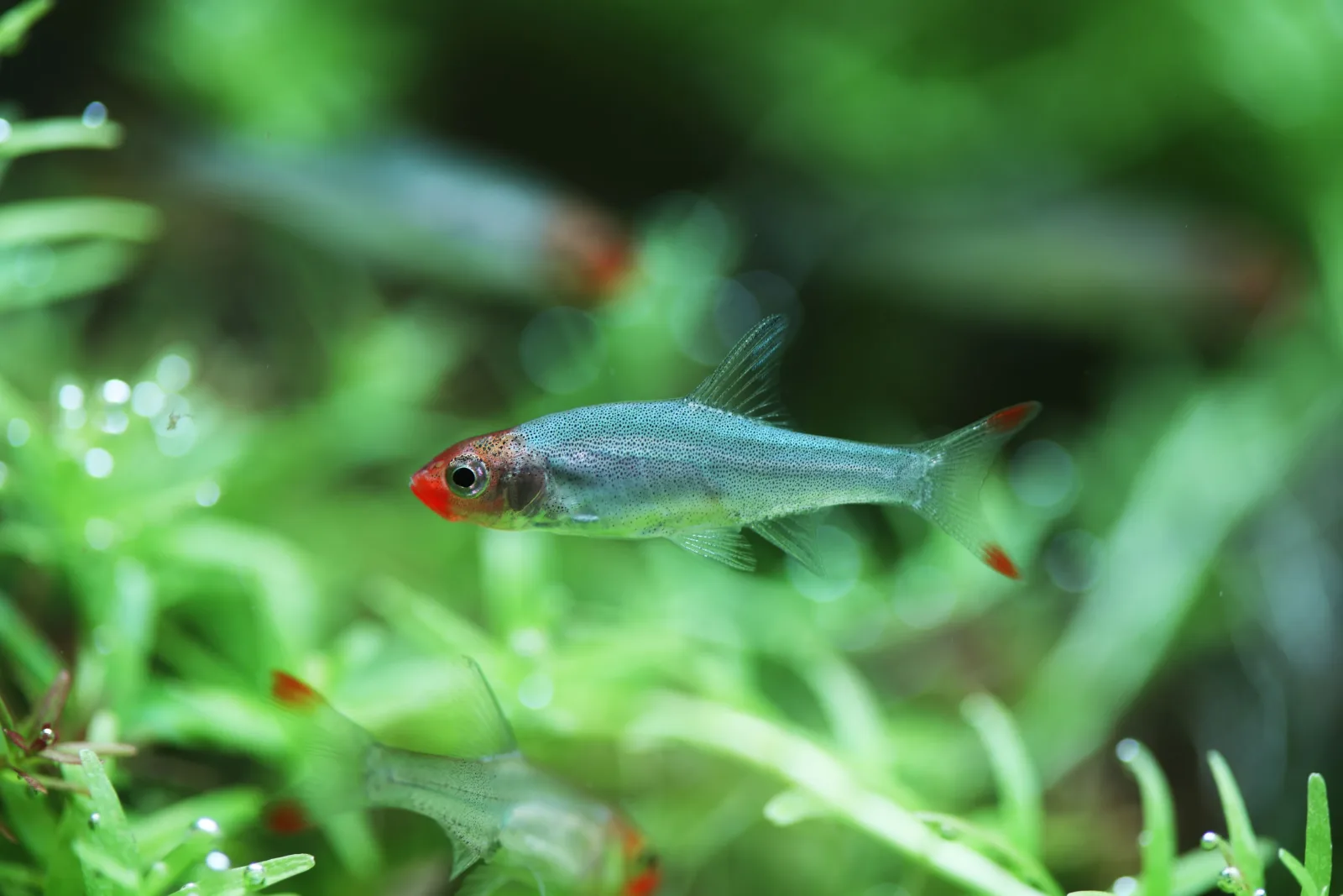 Rummynose Rasbora (Sawbwa resplendens)