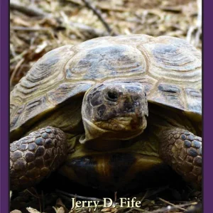 Russian Tortoises in Captivity