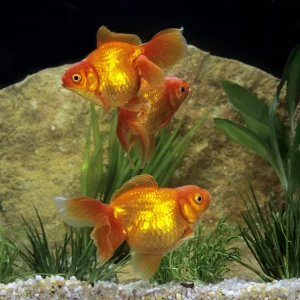 Ryukin Goldfish