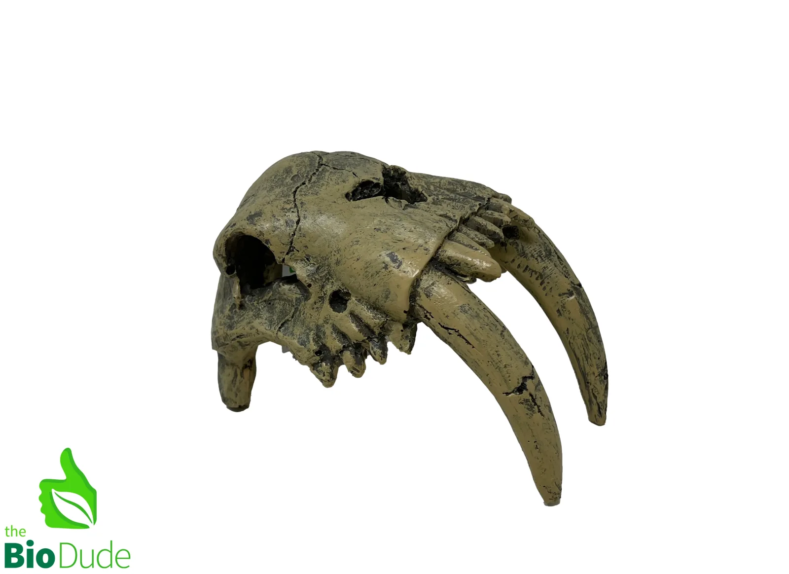 Sabertooth Tiger Dino Decor for Bioactive Terrariums
