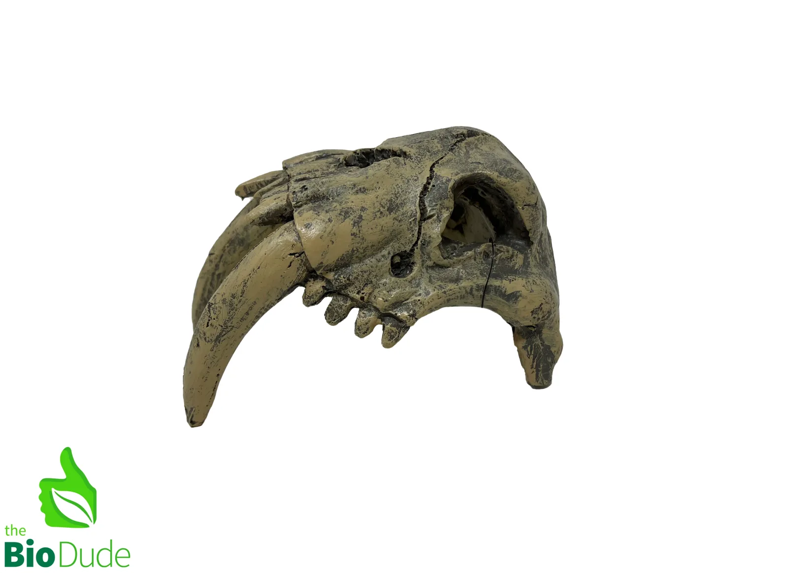 Sabertooth Tiger Dino Decor for Bioactive Terrariums - Image 2