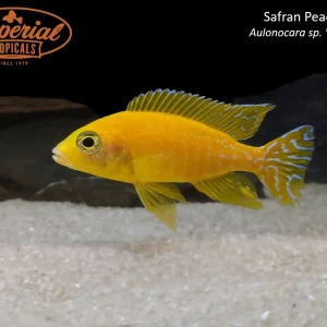 Safran Peacock