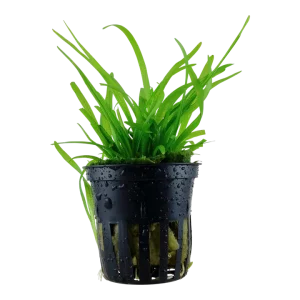 Sagittaria subulata Pot Plant by Tropica