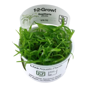 Sagittaria subulata Tissue Culture by Tropica