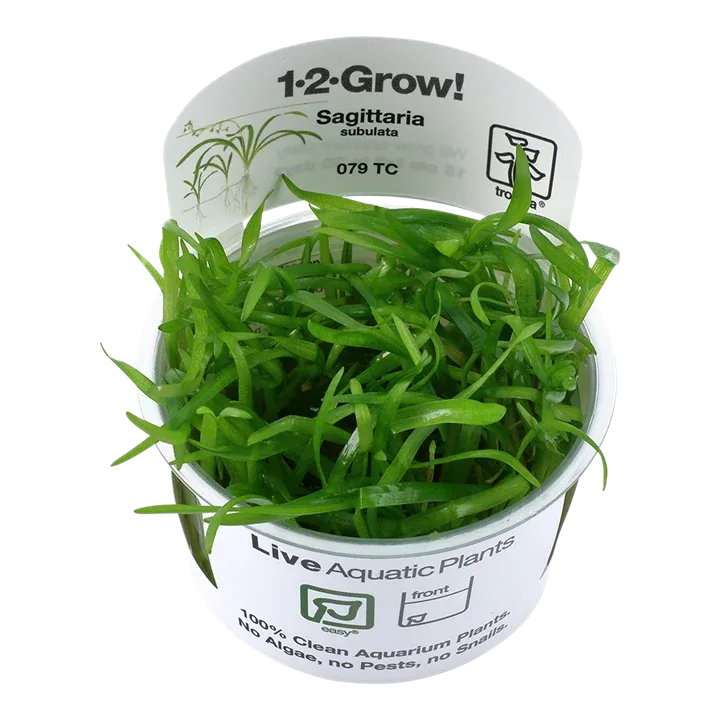 Sagittaria subulata Tissue Culture by Tropica