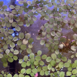 Salvinia Minima (Water Spangles)