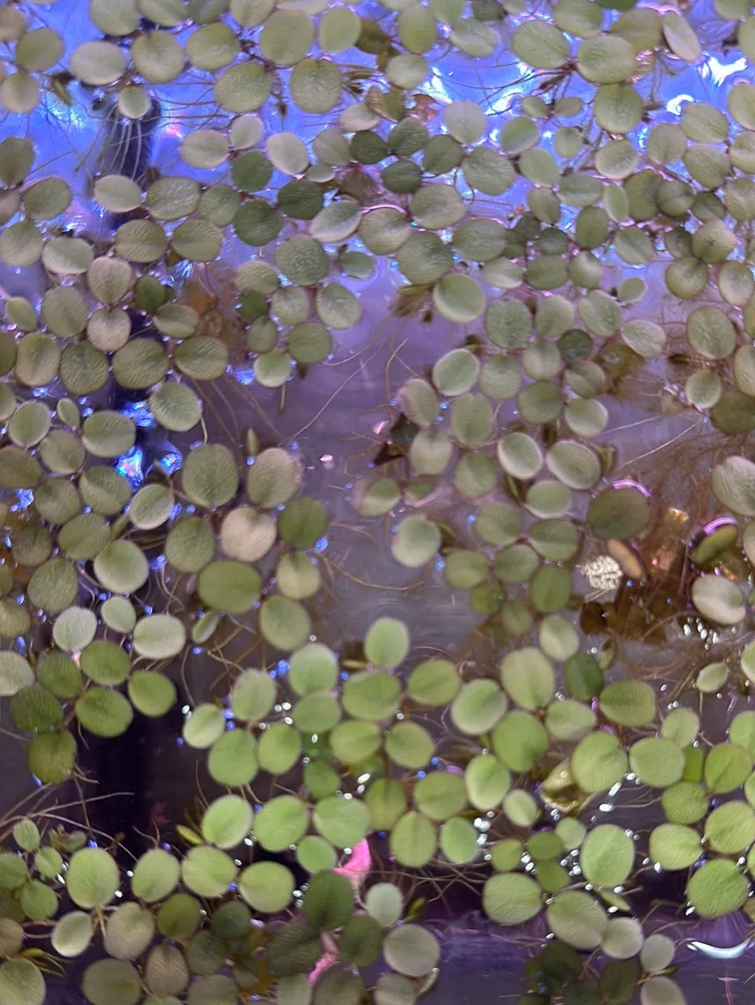 Salvinia Minima (Water Spangles)