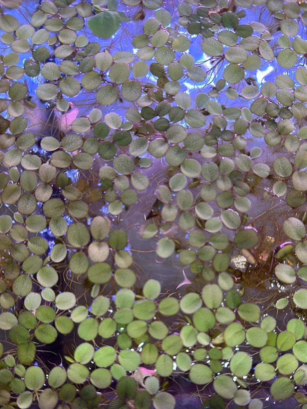 Salvinia Minima (Water Spangles) - Image 2