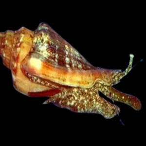Sand Sifting Strawberry Conch (Conomurex luhuanus) - Cleanup Crew