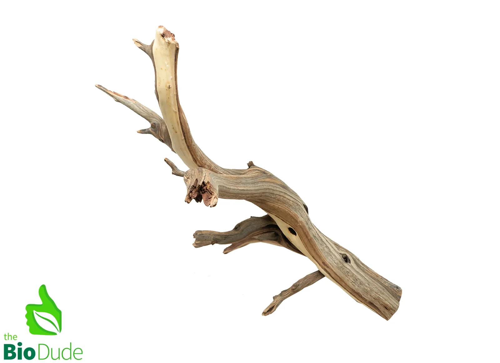 Sandblasted Ghostwood Manzanita Branch for Bioactive Terrariums
