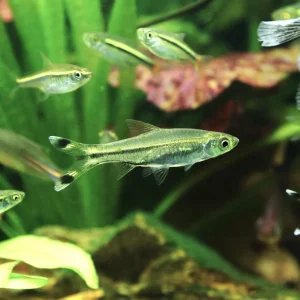 Scissortail Rasbora Fish
