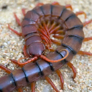 Scolopendra dehaani – Malaysian Cherry Red Centipede | All-Cherry Giant with Black Banding | TDE