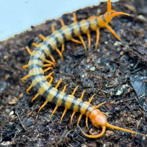 Scolopendra multidens ‘Red’ – Chinese Beauty Centipede | Red Head, Red Legs & Dark Body | TDE