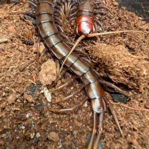Scolopendra sp. 'Buton Black' – Buton Black Centipede | Chocolate-to-Black Giant with Cherry Head | Live Arrival Guarantee | TDE